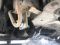 Кенгурятник WT003 (нержавейка) для Nissan Primastar 2002-2014 гг