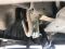 Кенгурятник WT003 (нержавейка) для Nissan Primastar 2002-2014 гг